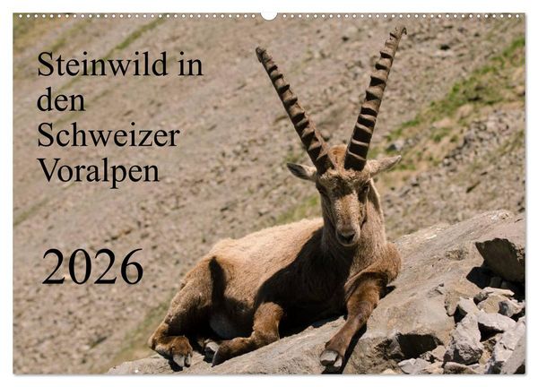 Produktbild: Steinwild in den Schweizer Voralpen (Wandkalender 2026 DIN A2 quer), CALVENDO Monatskalender
