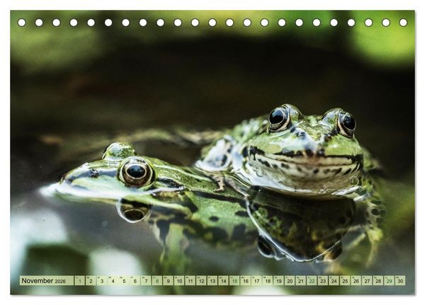 Produktbild: Fr&ouml;hliche Fr&ouml;sche (Tischkalender 2026 DIN A5 quer), CALVENDO Monatskalender