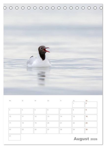 Produktbild: M&ouml;wen - die V&ouml;gel der K&uuml;ste (Tischkalender 2026 DIN A5 hoch), CALVENDO Monatskalender