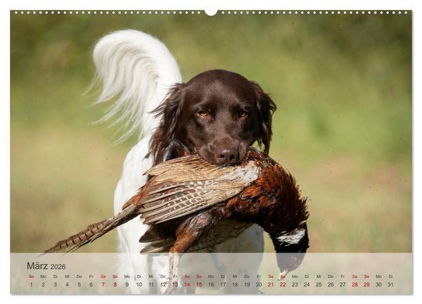 Produktbild: Treue Jagdgef&auml;hrten Der kleine M&uuml;nsterl&auml;nder (hochwertiger Premium Wandkalender 2026 DIN A2 quer), Kunstdruck in Hochglanz