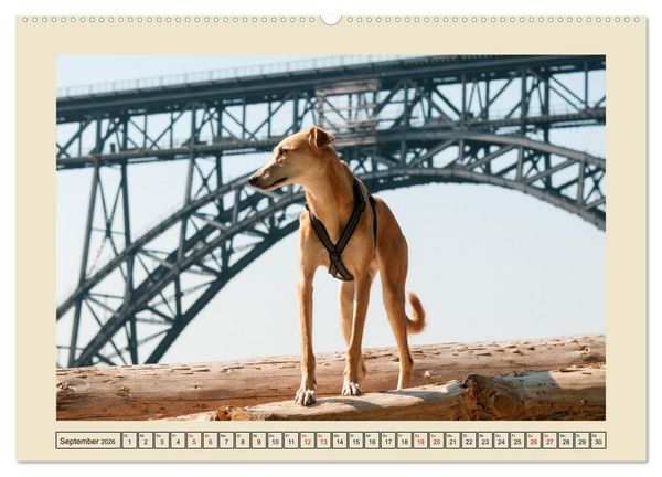 Produktbild: Mit dem Windhund unterwegs im zauberhaften Bergischen Land (Wandkalender 2026 DIN A2 quer), CALVENDO Monatskalender