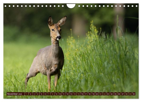 Produktbild: Zauberhafte Wesen - anmutiges Rehwild (Wandkalender 2026 DIN A4 quer), CALVENDO Monatskalender