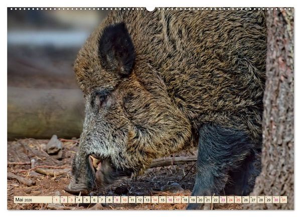 Produktbild: Unverwechselbar - Wildschwein (hochwertiger Premium Wandkalender 2026 DIN A2 quer), Kunstdruck in Hochglanz
