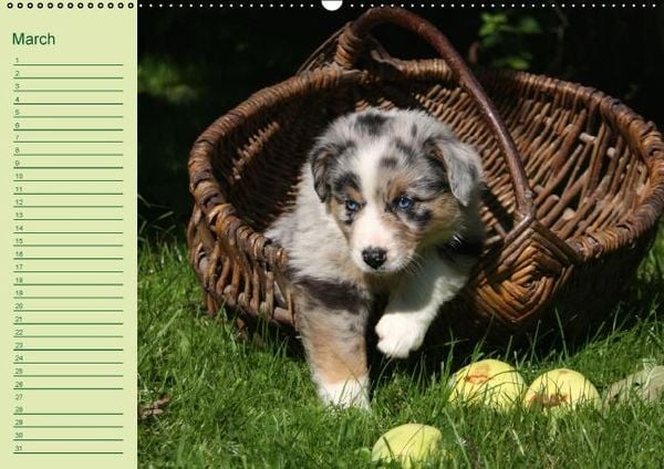 Produktbild: Puppies Birthday Calendar / UK-Version (Wall Calendar perpetual DIN A2 Landscape)