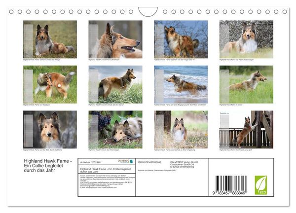 Produktbild: Highland Hawk Fame - Ein Collie begleitet durch das Jahr (Wandkalender 2026 DIN A4 quer), CALVENDO Monatskalender