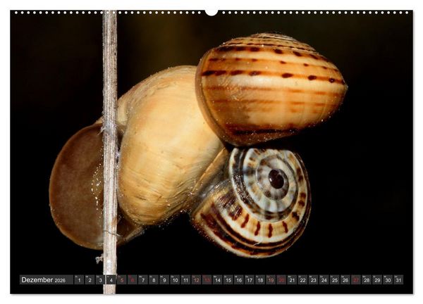 Produktbild: DIE SCHNECKEN EUROPAS (hochwertiger Premium Wandkalender 2026 DIN A2 quer), Kunstdruck in Hochglanz