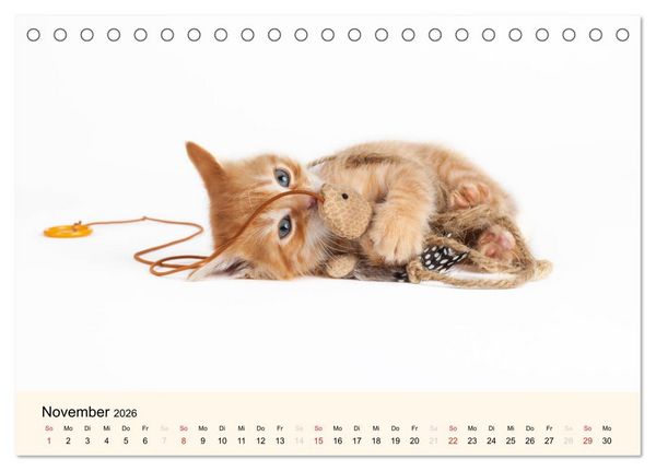Produktbild: S&uuml;&szlig;e Stubentiger - Katzenkinder (Tischkalender 2026 DIN A5 quer), CALVENDO Monatskalender