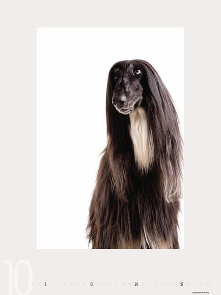 Produktbild: Dogs 2013 - Ruth Marcus