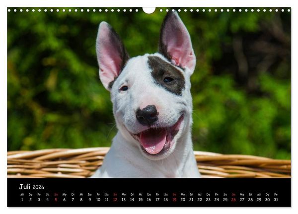 Produktbild: Bullterrier (Wandkalender 2026 DIN A3 quer), CALVENDO Monatskalender