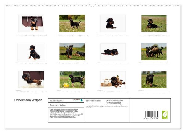 Produktbild: Dobermann Welpen (hochwertiger Premium Wandkalender 2026 DIN A2 quer), Kunstdruck in Hochglanz