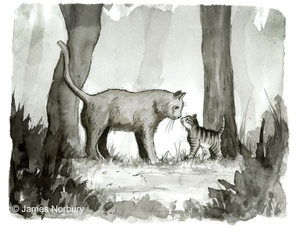 Produktbild: Die Katze, die nach Weisheit sucht