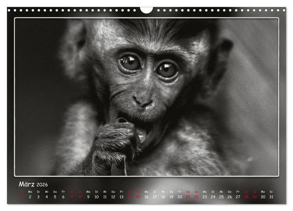 Produktbild: Tieren ins Gesicht geschaut (Wandkalender 2026 DIN A3 quer), CALVENDO Monatskalender