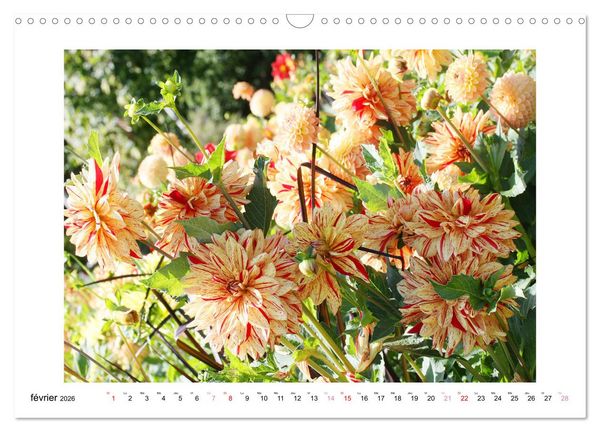 Produktbild: Mes dahlias ador&eacute;s (Calendrier mural 2026 DIN A3 vertical), CALVENDO calendrier mensuel