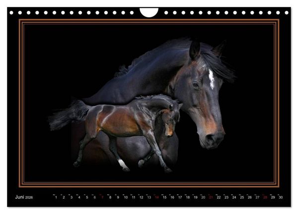 Produktbild: Traumpferde-ART-Collection (Wandkalender 2026 DIN A4 quer), CALVENDO Monatskalender
