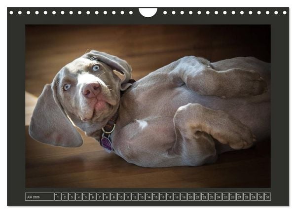 Produktbild: Weimaraner - Ein Welpenjahr (Wandkalender 2026 DIN A4 quer), CALVENDO Monatskalender