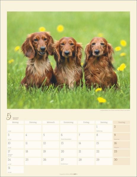 Produktbild: Dackel Kalender 2027