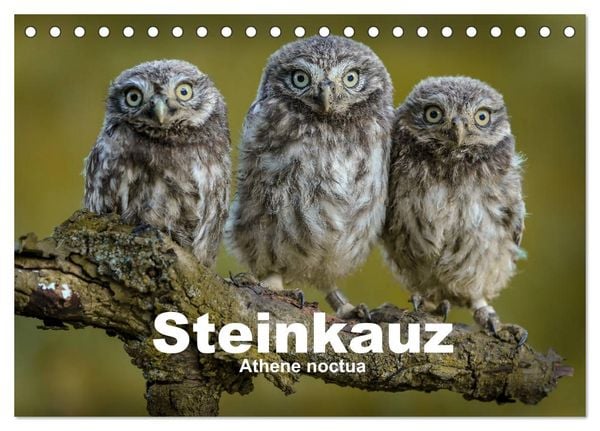 Produktbild: Steink&auml;uze (Athene noctua) (Tischkalender 2026 DIN A5 quer), CALVENDO Monatskalender