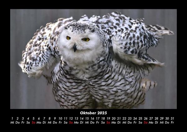 Produktbild: Vogelparadies 2025 Fotokalender DIN A3