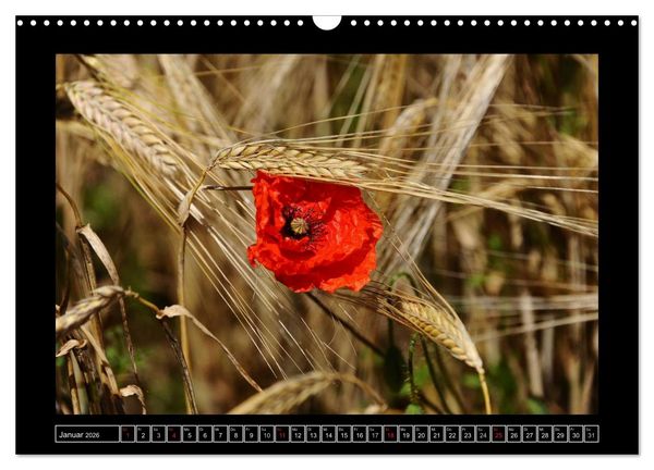 Produktbild: Roter Mohn, bunte Wiesen (Wandkalender 2026 DIN A3 quer), CALVENDO Monatskalender