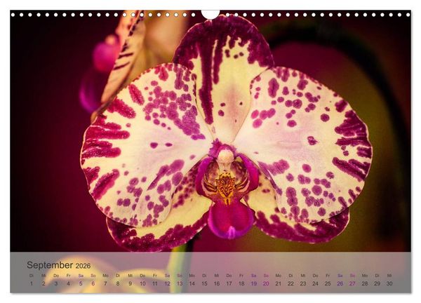 Produktbild: Phalaenopsis - die zauberhafte Welt der Orchideen (Wandkalender 2026 DIN A3 quer), CALVENDO Monatskalender