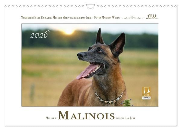 Mit dem Malinois durch das Jahr (Wandkalender 2026 DIN A3 quer), CALVENDO Monatskalender