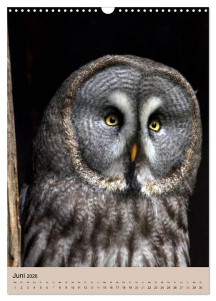 Produktbild: Raubv&ouml;gel - Die J&auml;ger der L&uuml;fte (Wandkalender 2026 DIN A3 hoch), CALVENDO Monatskalender