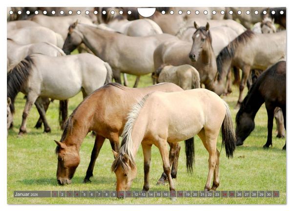 Produktbild: D&uuml;lmener Wildpferde - Wildpferde im Meerfelder Bruch (Wandkalender 2026 DIN A4 quer), CALVENDO Monatskalender