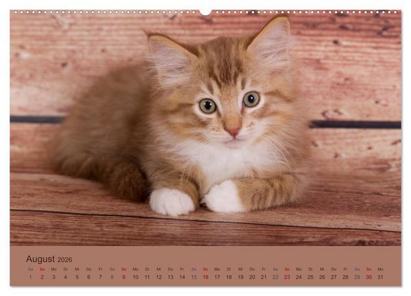 Produktbild: Flauschige Ragdoll Kitten (Wandkalender 2026 DIN A2 quer), CALVENDO Monatskalender