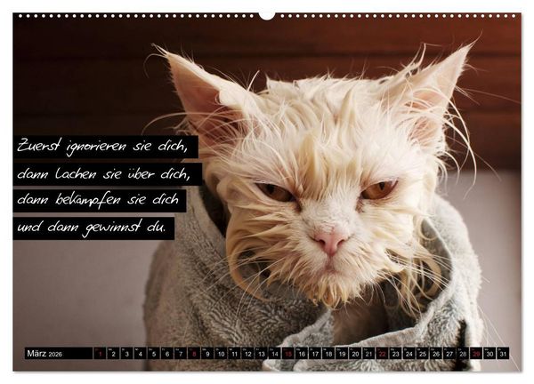 Produktbild: Der "philosophische" Katzenkalender 2026 (hochwertiger Premium Wandkalender 2026 DIN A2 quer), Kunstdruck in Hochglanz