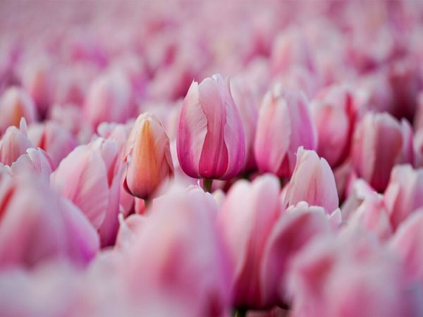 Produktbild: CALVENDO Puzzle Rosa Tulpen in Julianadorp | 1000 Teile Lege-Gr&ouml;&szlig;e 64x48cm Foto-Puzzle f&uuml;r gl&uuml;ckliche Stunden