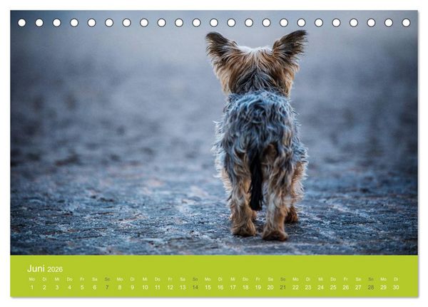 Produktbild: Traumschnauzen (Tischkalender 2026 DIN A5 quer), CALVENDO Monatskalender