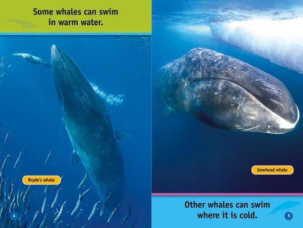 Produktbild: Nat Geo Reader - Whales L1
