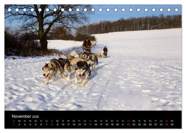 Produktbild: Huskys (Tischkalender 2026 DIN A5 quer), CALVENDO Monatskalender