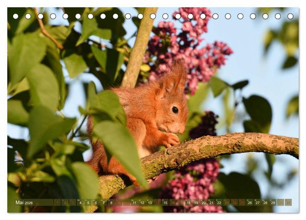 Produktbild: Neuer Spa&szlig; mit Eichh&ouml;rnchen-Kindern (Tischkalender 2026 DIN A5 quer), CALVENDO Monatskalender