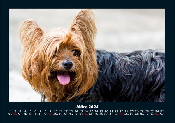 Produktbild: Welt der Tiere 2025 Fotokalender DIN A4