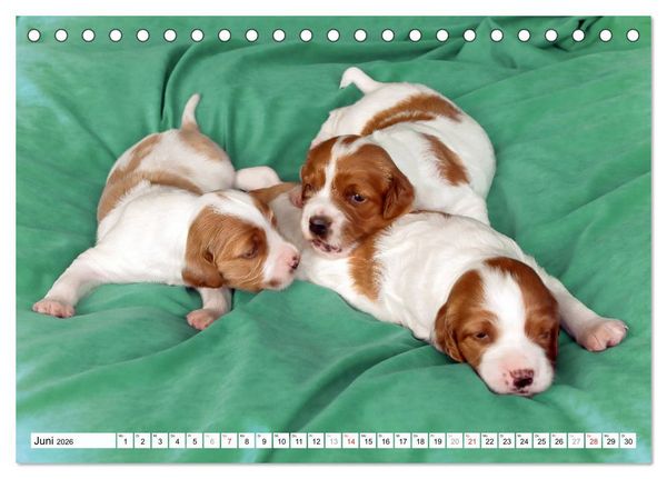 Produktbild: Irish Red and White Setter Welpen (Tischkalender 2026 DIN A5 quer), CALVENDO Monatskalender