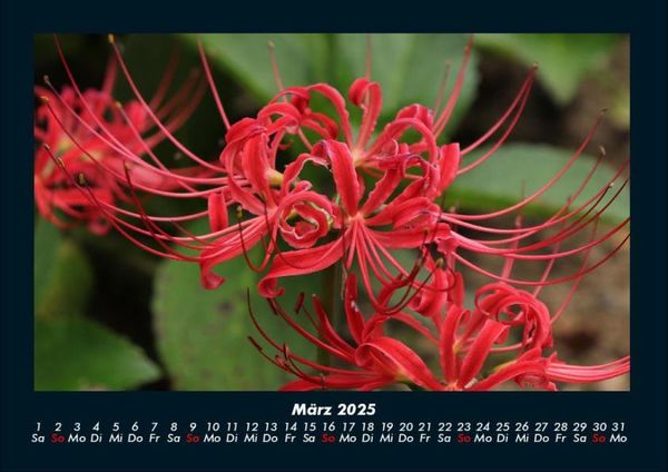 Produktbild: Blumenzauber 2025 Fotokalender DIN A4