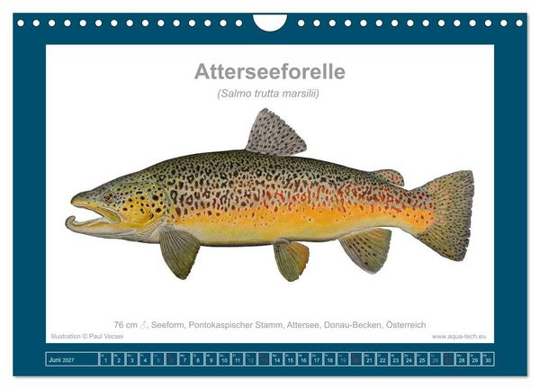 Produktbild: Fisch als Kunst 2027: Seeforellen (Wandkalender 2027 DIN A4 quer), CALVENDO Monatskalender