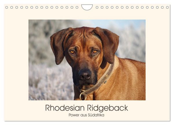 Produktbild: Rhodesian Ridgeback Power aus S&uuml;dafrika (Wandkalender 2026 DIN A4 quer), CALVENDO Monatskalender