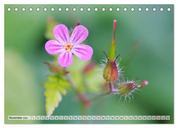 Produktbild: Wenn Bl&uuml;ten tr&auml;umen tanzt das Licht (Tischkalender 2026 DIN A5 quer), CALVENDO Monatskalender