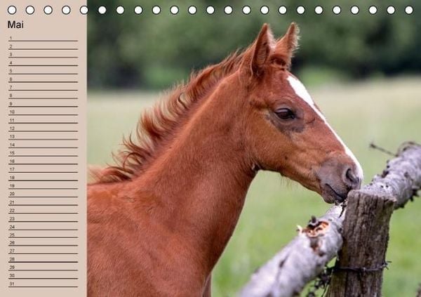 Produktbild: Der Fohlen-Geburtstagskalender (Tischkalender immerw&auml;hrend DIN A5 quer)