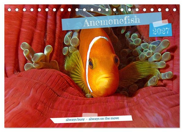 Produktbild: Anemonefish - always busy - always on the move (Desk Calendar 2027 DIN A5 landscape), CALVENDO 12 Month DeskCalendar