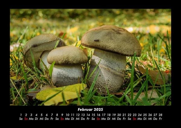 Produktbild: Natur 2025 Fotokalender DIN A3