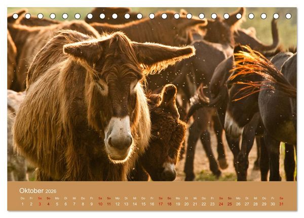 Produktbild: Baudet de Poitou - Seltene franz&ouml;sische Langohren (Tischkalender 2026 DIN A5 quer), CALVENDO Monatskalender