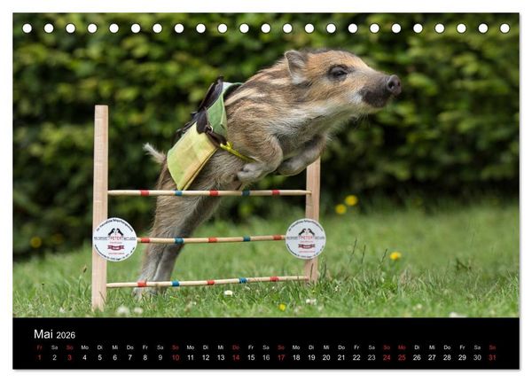 Produktbild: Kleine Schweinereien (Tischkalender 2026 DIN A5 quer), CALVENDO Monatskalender