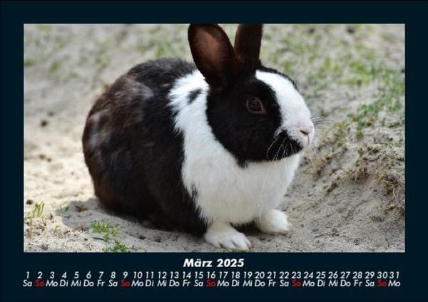 Produktbild: Haustierkalender 2025 Fotokalender DIN A5