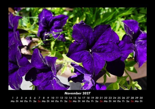 Produktbild: Blumenzauber 2027 Fotokalender DIN A3