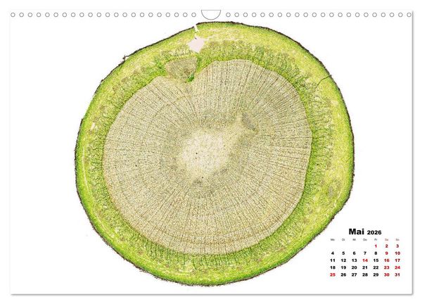 Produktbild: Pflanzen unter dem Mikroskop (Wandkalender 2026 DIN A3 quer), CALVENDO Monatskalender