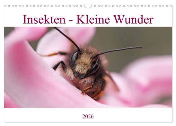 Insekten - Kleine Wunder (Wandkalender 2026 DIN A3 quer), CALVENDO Monatskalender