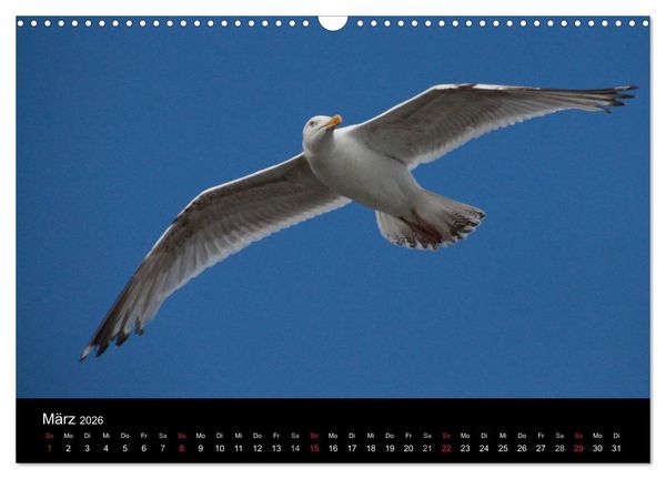 Produktbild: Spontane Fotografie - M&ouml;wen (Wandkalender 2026 DIN A3 quer), CALVENDO Monatskalender